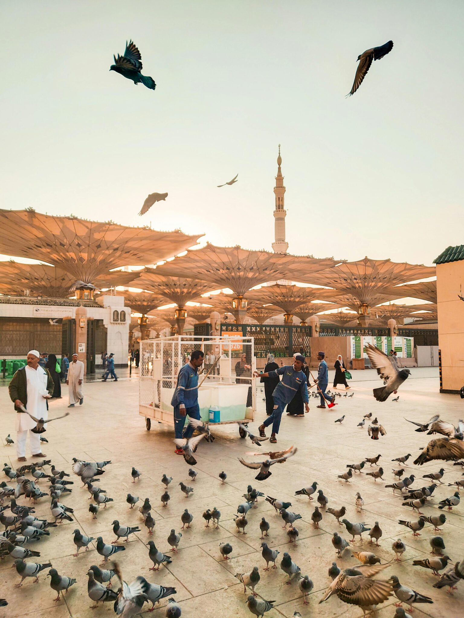 Pigeons fly and gather in Medina Haram Piazza, Saudi Arabia at sunrise with a minaret in view.